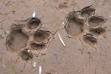 Tracks of a jaguar, Amazonia, Brazil, South America