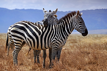 Zebra (Equus quagga) putting head on another one's back, Serengeti, Tanzania, Africa