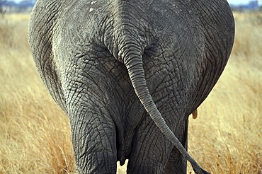 African elephant (Loxodonta africana), rear view, Serengeti, Tanzania, Africa