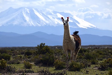 Llama or Lama (Lama glama) standing in front the snow-capped peaks of the high Andes, near Uyuni, Bolivian Altiplano, border triangle of Bolivia, Chile and Argentina, South America