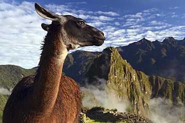 Llama (Llama glama) at the ruins of Machu Picchu, near Cusco, Andes, Peru, South America