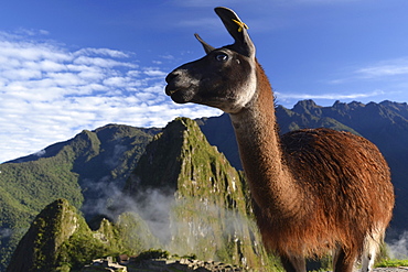 Llama (Llama glama) at the ruins of Machu Picchu, near Cusco, Andes, Peru, South America