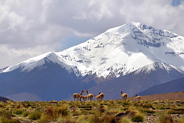 Wild vicunas (Vicugna vicugna), standing in front of the snow-covered peaks of the Andes, Altiplano, area between Bolivia, Argentina and Chile, South America