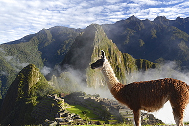 Llama (Lama glama) at the Inca ruins of Machu Picchu in the Andes, UNESCO World Heritage Site, Urubamba Valley, near Cusco, Cuzco, Peru, South America