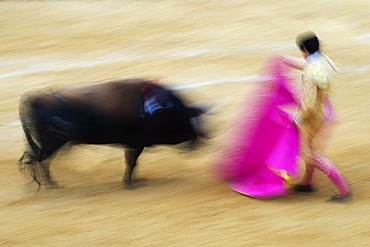 Torero and bull, blurred bull fight, Benidorm, Spain, Europe