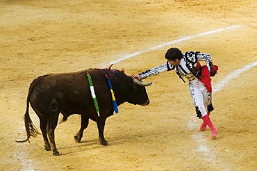 Torero and bull, bull fight, Benidorm, Spain, Europe