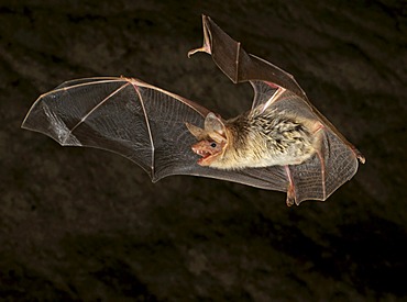 Lesser Mouse-eared Bat (Myotis blythii)