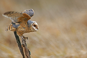 Barn Owl (Tyto alba), in captivity, Czech Republic, Europe