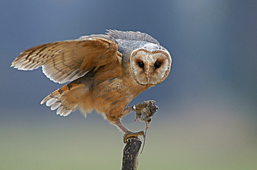 Barn Owl (Tyto alba), with captured mouse, in captivity, Czech Republic, Europe