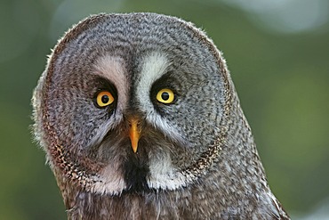 Great Grey Owl (Strix nebulosa), captive, Hesse, Germany, Europe