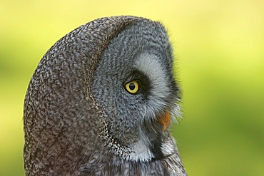 Great Grey Owl (Strix nebulosa), captive, Hesse, Germany, Europe