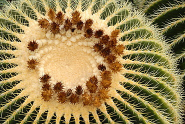 Golden Barrel Cactus, Golden Ball (Echinocactus grusonii)