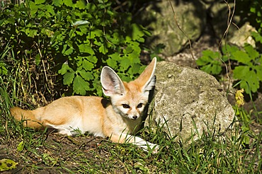 Fennec fox (Vulpes zerda)