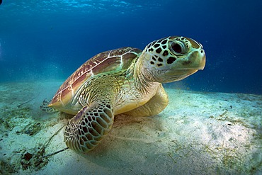 Green Sea Turtle (Chelonia mydas), Balnek, Busuanga, Philippines, Asia