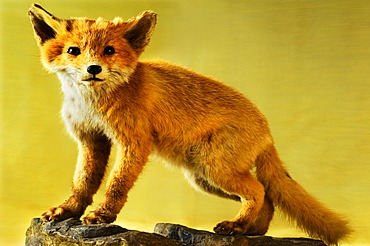 Taxidermied animal, a young Fox (Vulpes vulpes), 2012 Special Exhibition, Museum of Industry, Sichartstrasse 5-25, Lauf an der Pegnitz, Middle Franconia, Bavaria, Germany, Europe