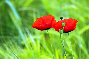 Blooming Corn poppies (Papaver rhoeas) and seed vessels with raindrops, Kleingeschaidt, Middle Franconia, Bavaria, Germany, Europe