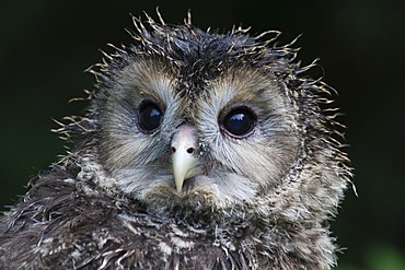 Ural Owl (Strix uralensis), juvenile, portrait