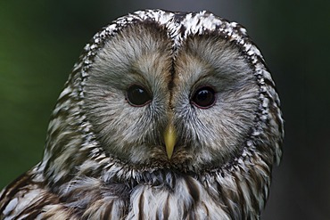 Ural Owl (Strix uralensis)