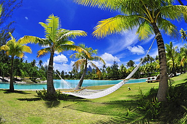 Hammock between palm trees, St. Regis Bora Bora Resort, Bora Bora, Leeward Islands, Society Islands, French Polynesia, Pacific Ocean