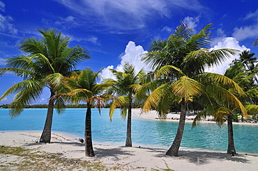 Palm trees at the beach, St. Regis Bora Bora Resort, Bora Bora, Leeward Islands, Society Islands, French Polynesia, Pacific Ocean