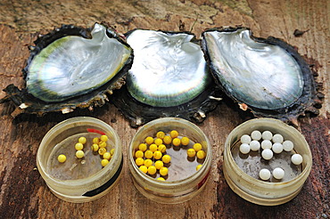 Tauahei pearl farm, Raiatea or Ra'iatea, Leeward Islands, Society Islands, French Polynesia, Pacific Ocean