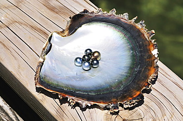 Pearls, Tauahei pearl farm, Raiatea or Ra'iatea, Leeward Islands, Society Islands, French Polynesia, Pacific Ocean