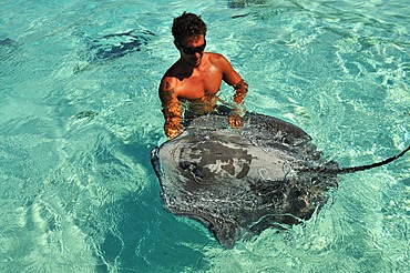 Man swimming with a stingray (Dasyatis sp.), Stingray World, Hauru Point Moorea, Windward Islands, Society Islands, French Polynesia, Pacific Ocean