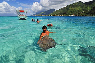 Man swimming with a stingray (Dasyatis sp.), Stingray World, Hauru Point Moorea, Windward Islands, Society Islands, French Polynesia, Pacific Ocean