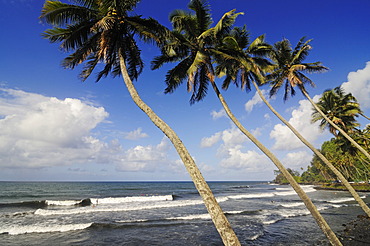 Palm trees at the beach, Mahina Venus Point, Tahiti, Society Islands, French Polynesia, Pacific Ocean