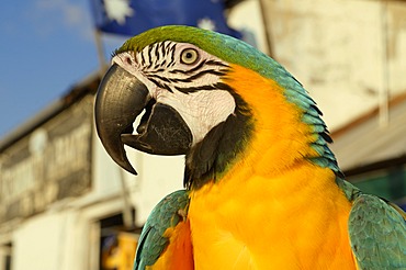 Blue-and-yellow Macaw (Ara ararauna), Key West, Florida, USA