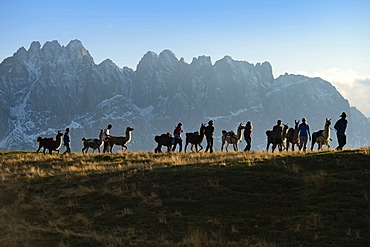 Llama tour at the summit of Ederplan Mountain in the Defregger Group, Carnic Dolomites, Upper Lienz, Puster Valley, East Tyrol, Austria, Europe