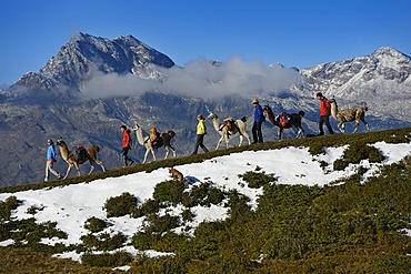 Llama tour to the summit of Boeses Weibele Mountain in the Defregger Group, Carnic Dolomites, Upper Lienz, Puster Valley, East Tyrol, Austria, Europe