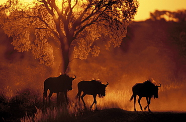 Blue wildebeest (Connochaetes taurinus), at sunset, Kgalagadi Transfrontier Park, Kalahari, Northern Cape, South Africa, Africa