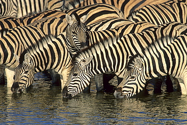 Burchell's Zebra (Equus burchelli), herd drinking at waterhole, Etosha National Park, South Africa