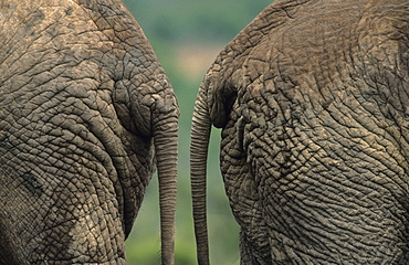 African elephants (Loxodonta africana), bottoms, Addo National Park, South Africa