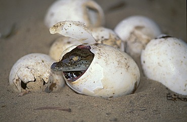 Nile Crocodile (Crocodylus niloticus), hatching from egg, iSimangaliso-Wetland-Park, KwaZulu-Natal, South Africa, Africa