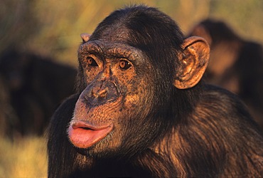 Chimpanzee (Pan troglodytes), hooting, Chimfunshi Wildlife Orphanage, Zambia, Africa