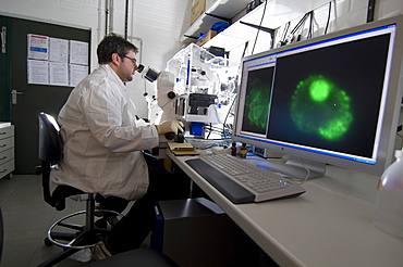 Stem cell research, Max Planck Institute for Molecular Genetics, laboratory technician observing nerve cells through a microscope, Berlin, Germany