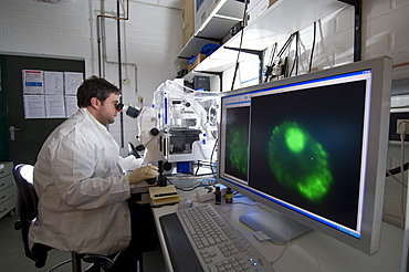 Stem cell research, Max Planck Institute for Molecular Genetics, laboratory technician observing nerve cells through a microscope, Berlin, Germany