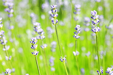 English Lavender 'Dwarf Blue' (Lavandula angustifolia)