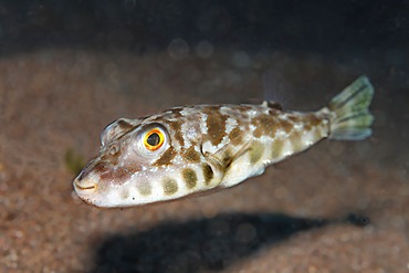 Brown Puffer (Sphoeroides marmoratus) swimming above sandy ground, Madeira, Portugal, Europe, Atlantic Ocean