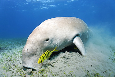 Dugong (Dugong dugon), feeding on sea weed, Golden Trevallys (Gnathodon speciosus), Pilot Fish, Great Barrier Reef, UNESCO World Heritage Site, Queensland, Cairns, Australia, Pacific Ocean