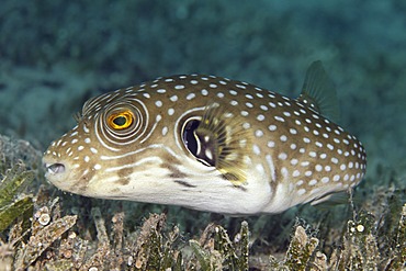 White-spotted Puffer (Arothron hispidus) swimming above sea grass, Great Barrier Reef, UNESCO World Heritage Site, Queensland, Cairns, Australia, Pacific Ocean