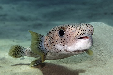 Spot-Fin Porcupine Fish (Diodon hystrix) swimming above the sandy bottom, Great Barrier Reef, UNESCO World Heritage Site, Queensland, Cairns, Australia, Pacific Ocean