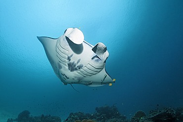 Reef manta ray (Manta alfredi) swimming above a coral reef, Great Barrier Reef, UNESCO World Heritage Site, Queensland, Cairns, Australia, Pacific Ocean