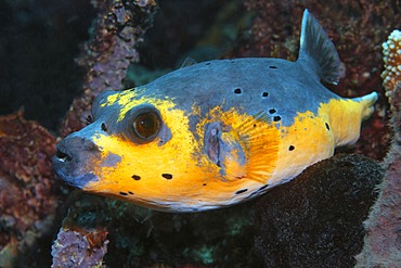 Blackspotted Puffer (Arothron nigropunctatus, Arothron citrinellus), yellow variety, swimming in coral reef, Great Barrier Reef, UNESCO World Heritage Site, Cairns, Queensland, Australia, Pacific