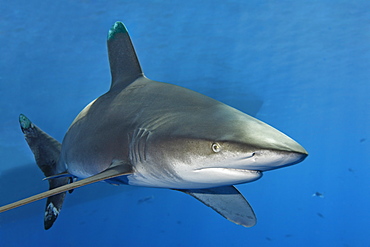 Oceanic Whitetip Shark (Carcharhinus longimanus) in blue water, shadow of boat in the back, Great Barrier Reef, UNESCO World Heritage Site, Cairns, Queensland, Australia, Pacific