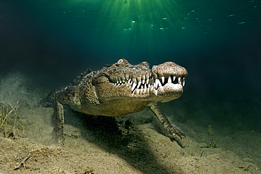 American crocodile (Crocodylus acutus), underwater, head-on, underwater on sandy bottom, Head, mouth, set of teeth, Republic of Cuba, Caribbean Sea, Central America