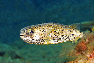 Porcupine puffer fish (Diodon holacanthus) swimming over a reef, San Benedicto Island, near Socorro, Revillagigedo Islands, archipelago, Mexico, eastern Pacific