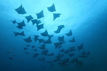 Shoal of golden cownose rays (Rhinoptera steindachneri), swimming in the open sea, Gardner Bay, EspaÃ±ola Island also known as Hood Island, GalÃ¡pagos Islands, a World Heritage - natural site, Ecuador, South America, Pacific Ocean